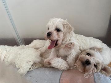 Cuccioli di Maltese