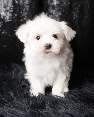 Cucciolo maschio di Maltese