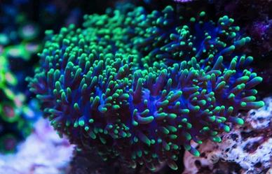Rhodactis green coralli molli