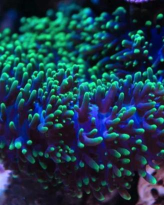 Rhodactis green coralli molli