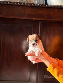 Cuccioli jack russell pedigree Enci