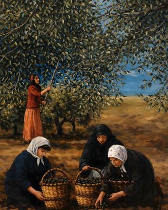Imperia : Raccolta olive. Stampa Fine Art. cm30x40