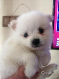 Spitz