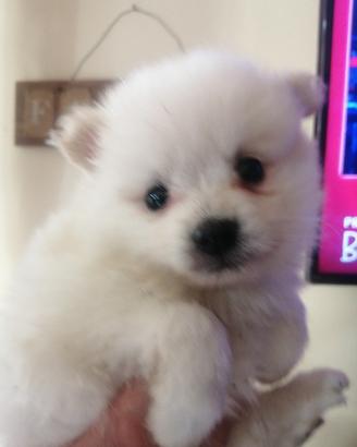 Spitz