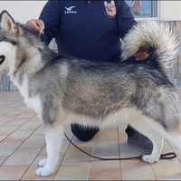 Alaskan malamute