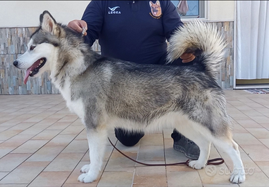 Alaskan malamute