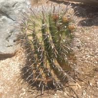 coppia ferocatus horridus big size 