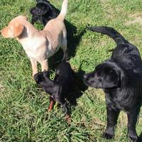 Cuccioli di labrador