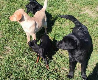 Cuccioli di labrador