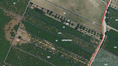 Terreni agricoli irrigui a Ruvo di Puglia