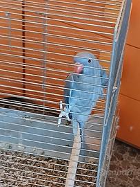 Pappagallo parrocchetto blu