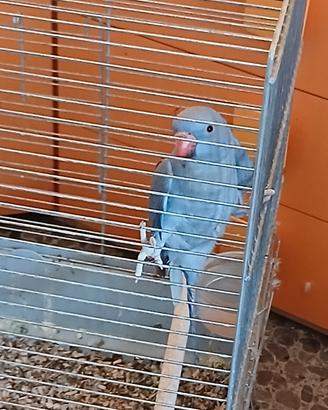 Pappagallo parrocchetto blu
