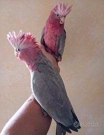 Cacatua roseicapilla pulli imbecco pappagalli