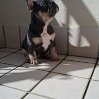 Bulldog Francese