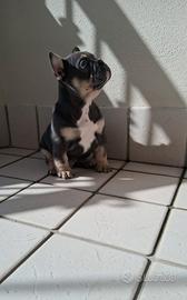 Bulldog Francese