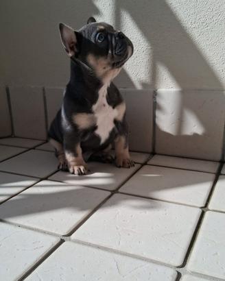 Bulldog Francese