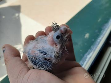 Maschio faccia bianca