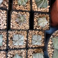 🌵Cactus Astrophytum vari🌵