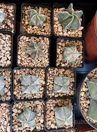 🌵Cactus Astrophytum vari🌵
