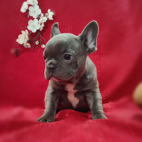 Bulldog Francese