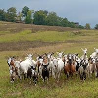 Vendita caprette tibetane