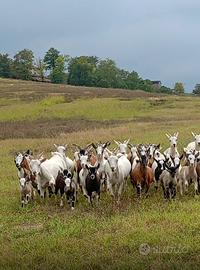 Vendita caprette tibetane