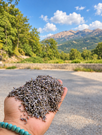LAVANDA ESSICCATA