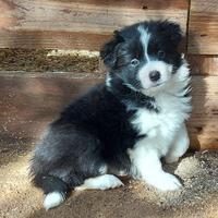 Border collie