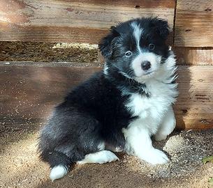 Border collie