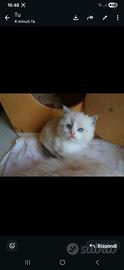 Cuccioli di Ragdoll con pedigree