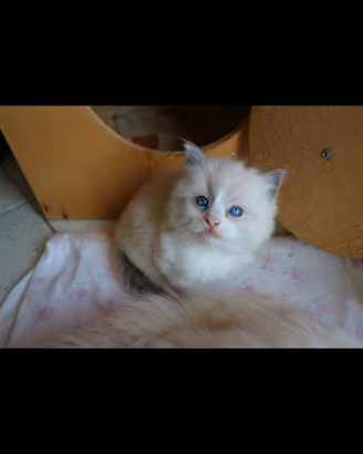 Cuccioli di Ragdoll con pedigree