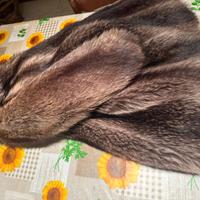 pelliccia di volpe