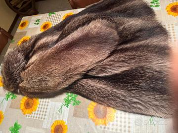 pelliccia di volpe