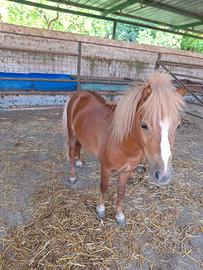 Pony