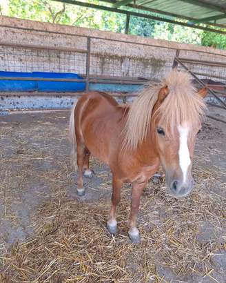 Pony