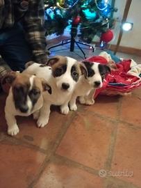 Cuccioli di jack russel