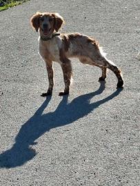 Cane Breton di mesi 10