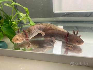 Axolotl