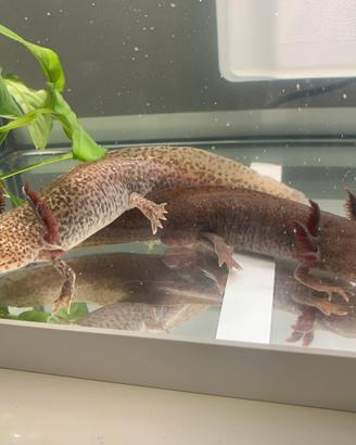 Axolotl