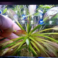 piante facili per acquario dolce 