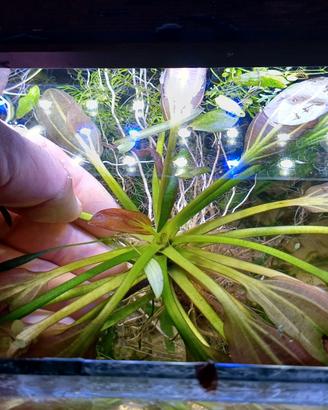 piante facili per acquario dolce 