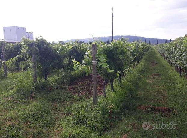 Terreno agricolo a Farra d'Isonzo (GO)