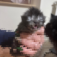 Gattini persiani grigio blu