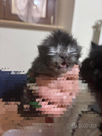 Gattini persiani grigio blu