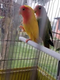 Coppia di inseparabili