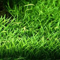 30 lilaeopsis brasiliensis  pianta per acquario 