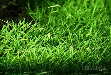 30 lilaeopsis brasiliensis  pianta per acquario 