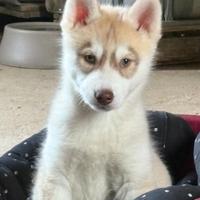 Siberian Husky con pedigree enci