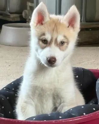 Siberian Husky con pedigree enci