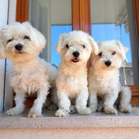 Cani maltesi